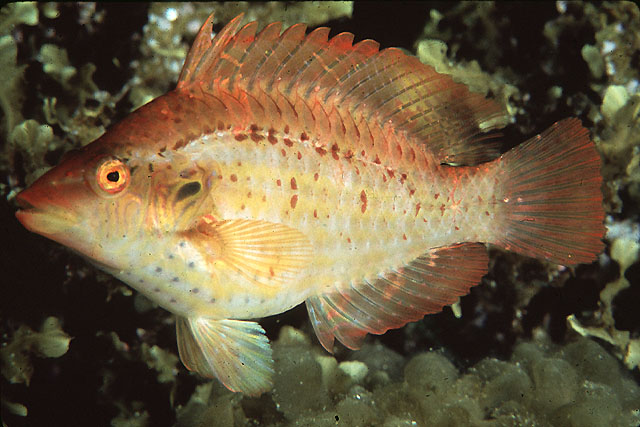 (Pteragogus) Род ПТЕРАГОГУСЫ 7 видов